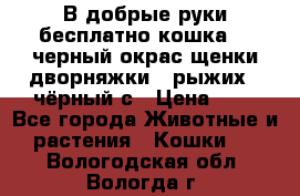 В добрые руки бесплатно,кошка,2.5черный окрас,щенки дворняжки,3 рыжих 1 чёрный,с › Цена ­ - - Все города Животные и растения » Кошки   . Вологодская обл.,Вологда г.